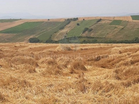 Jap me qira 3 hektar toke / Vushtrri