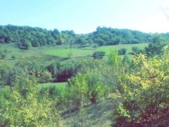 Shes 3 hektar e 10 ari toke / Prishtine