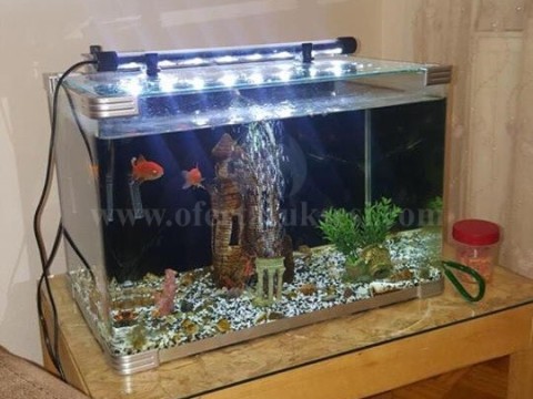 Shes akuarium