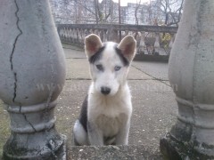 Shes qenin Husky 